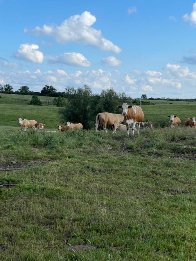 Naturnahes, Neu Moebl.Apartment, Hundefreundlich Neu Gaarz Exteriör bild